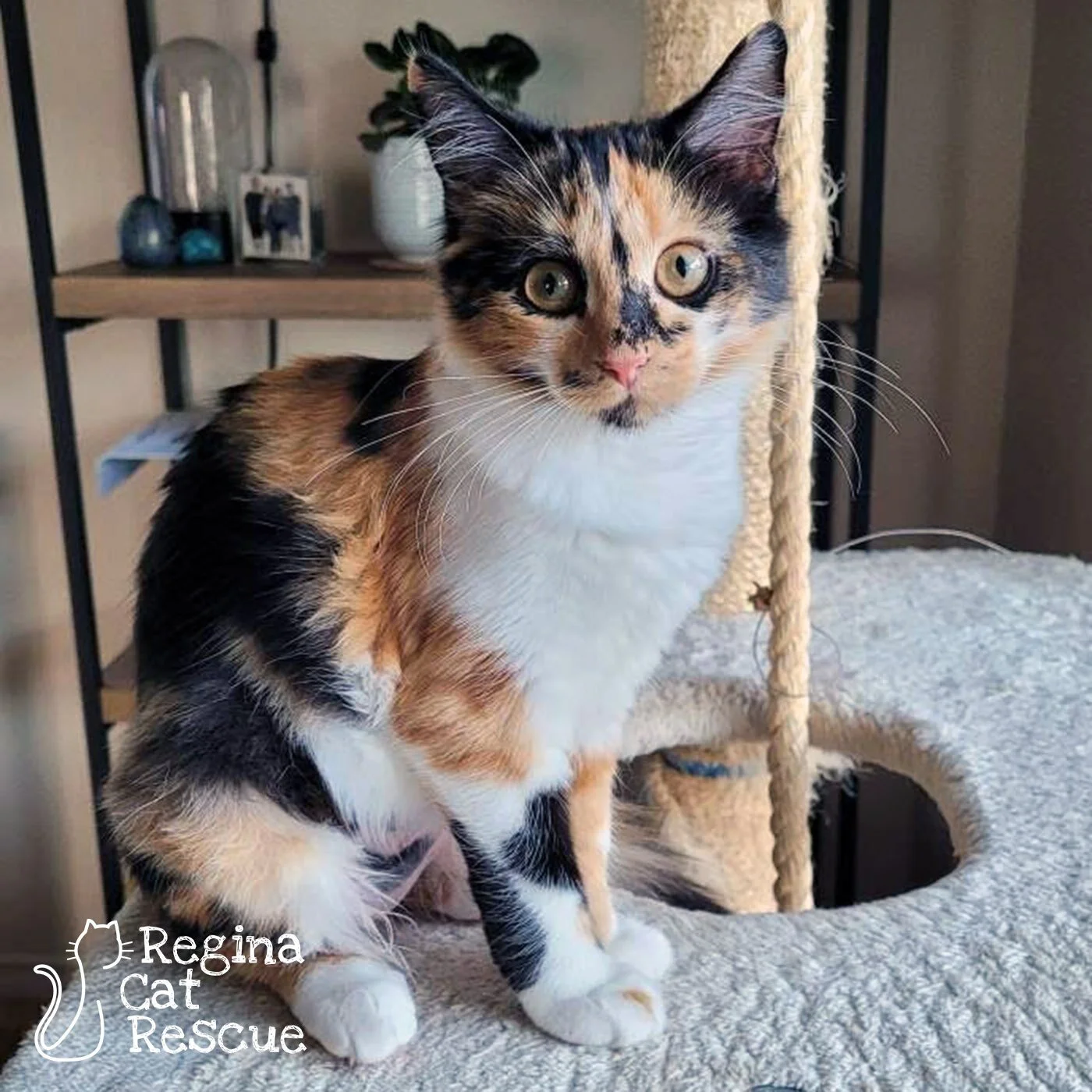 Cora