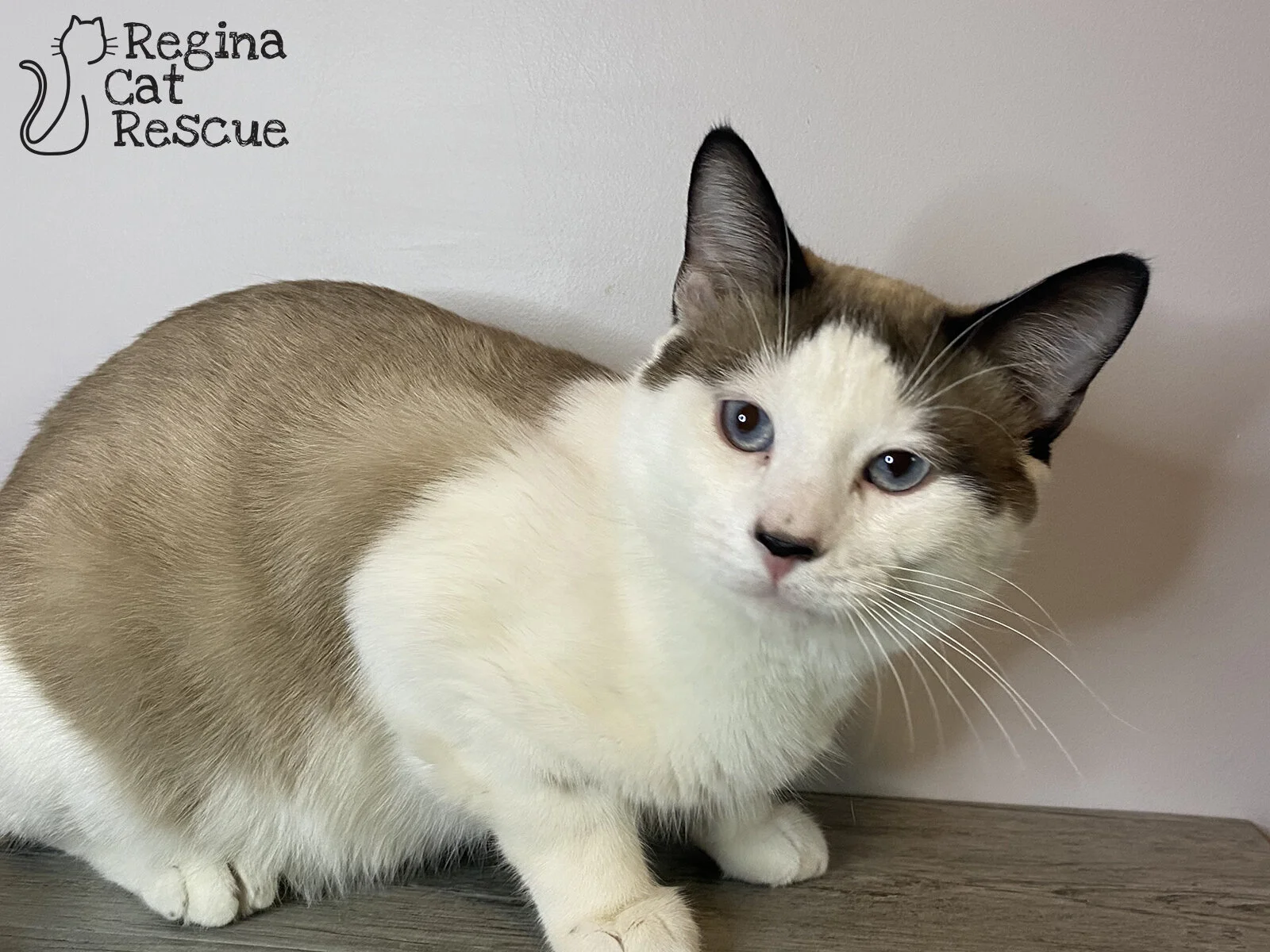Kit Kat — Regina Cat Rescue