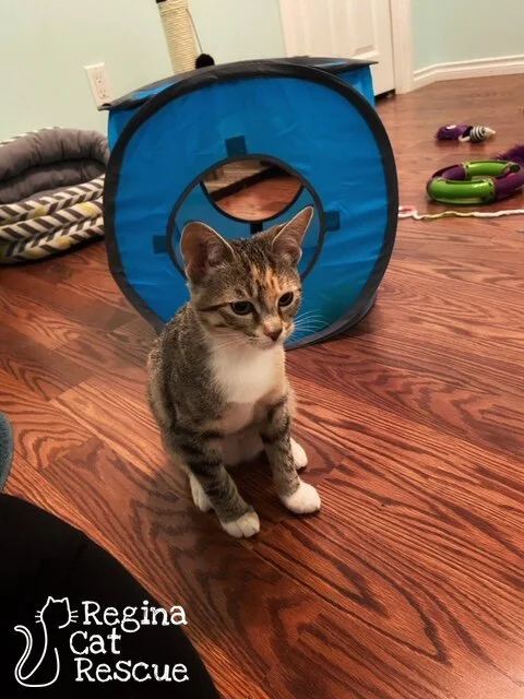 Noel