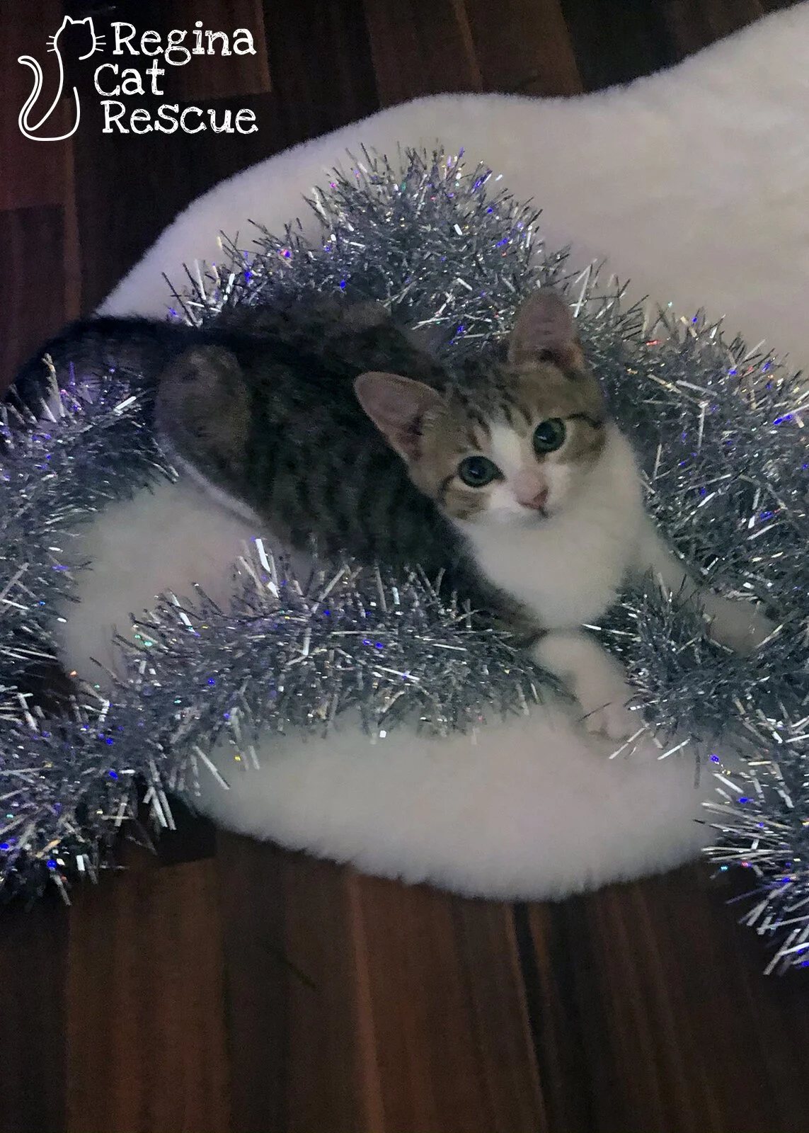 Zena