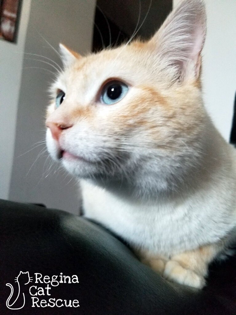 Harvey