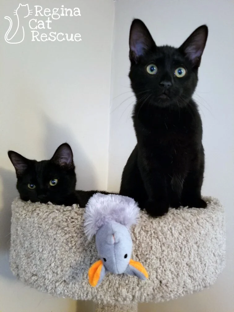 Manta &amp; Mica