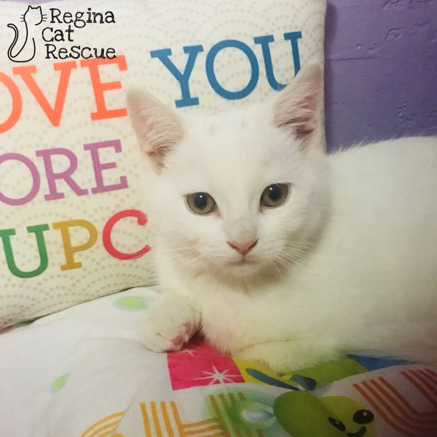 Mabel — Regina Cat Rescue