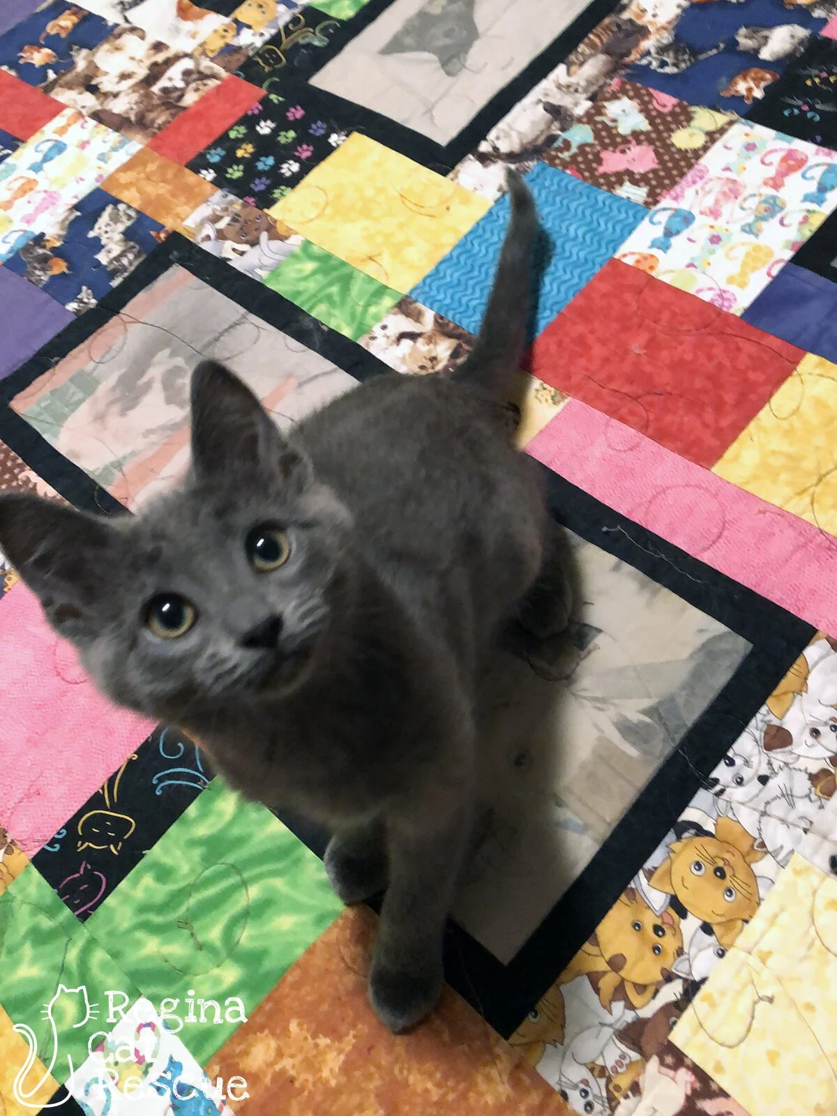 Blu