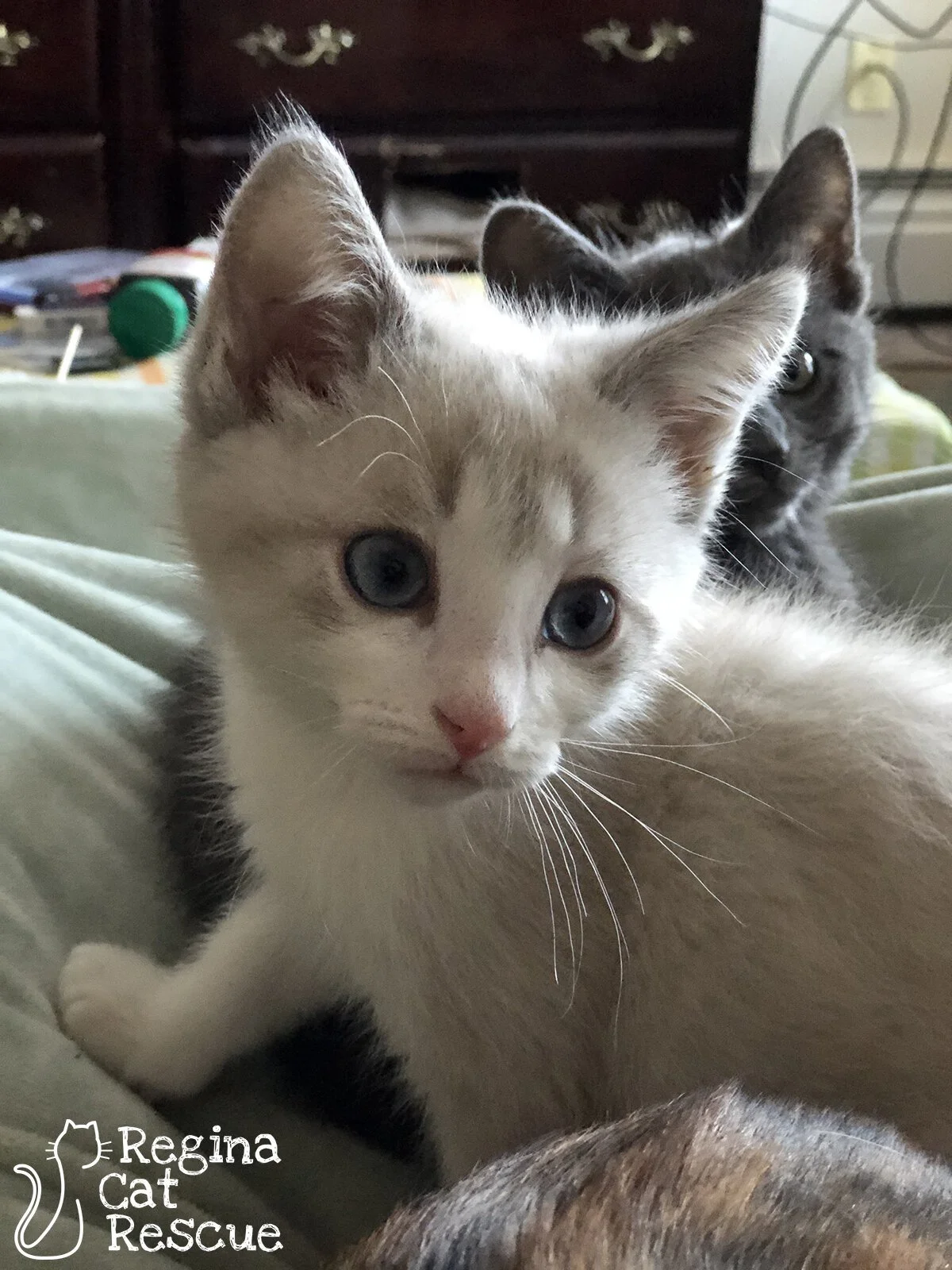 Sampson