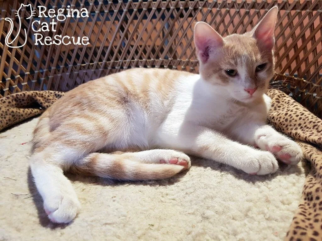 Chester