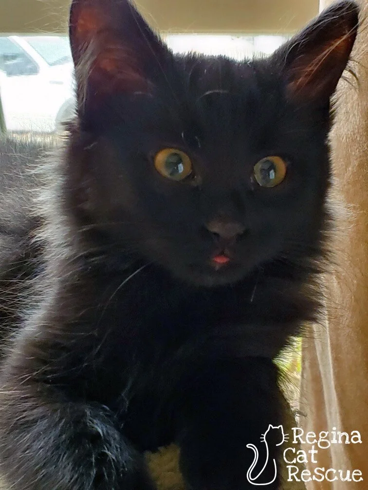 Ember