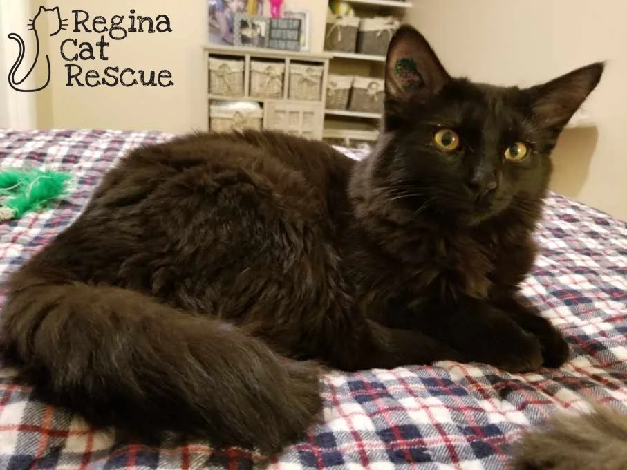 Merlin