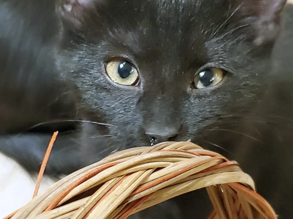 Coal