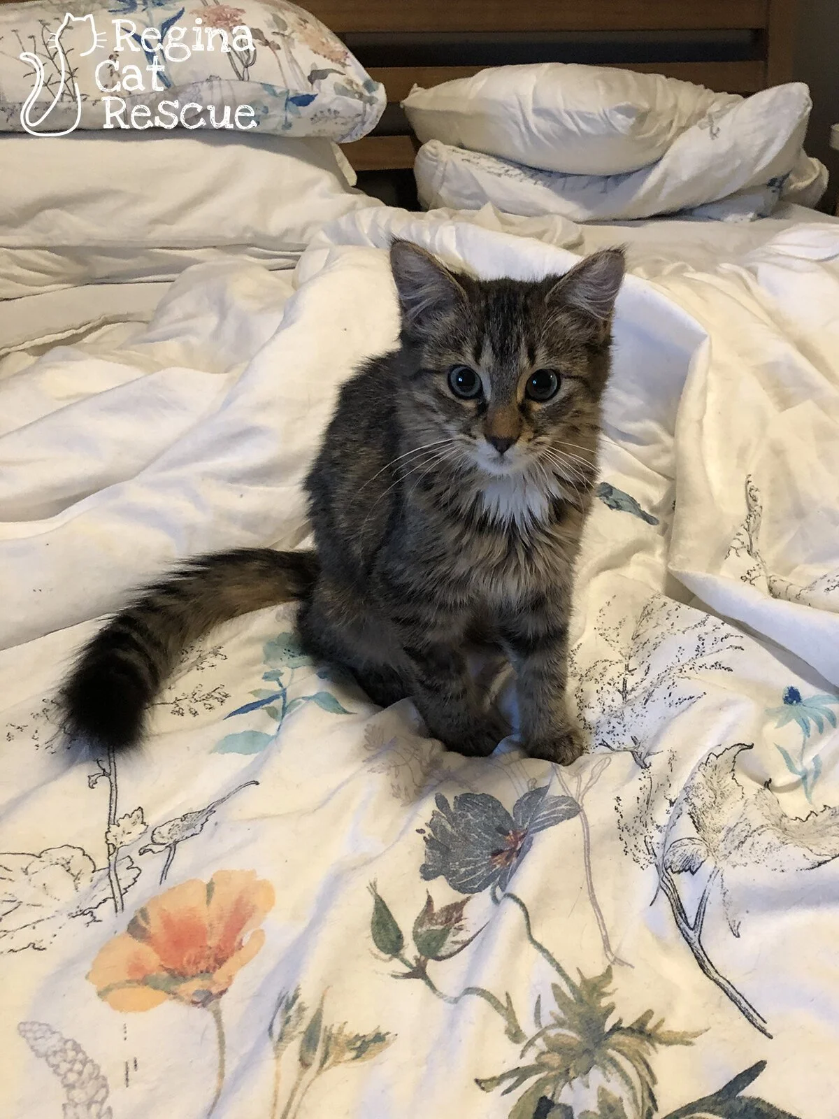 Sophia