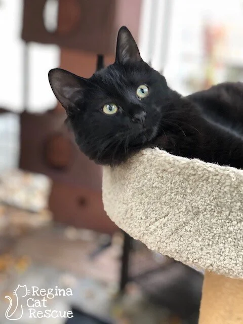 Sylvia