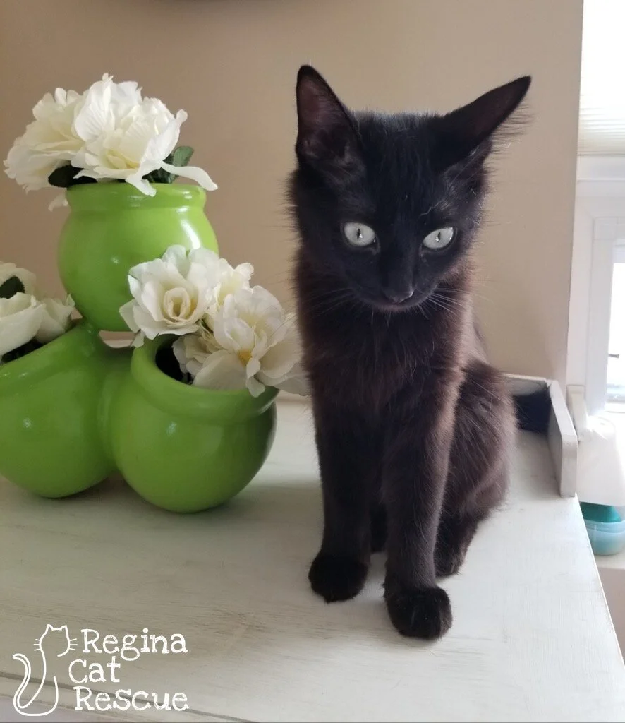 Roxanne