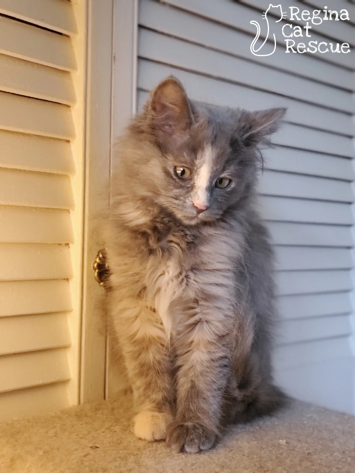 Francine