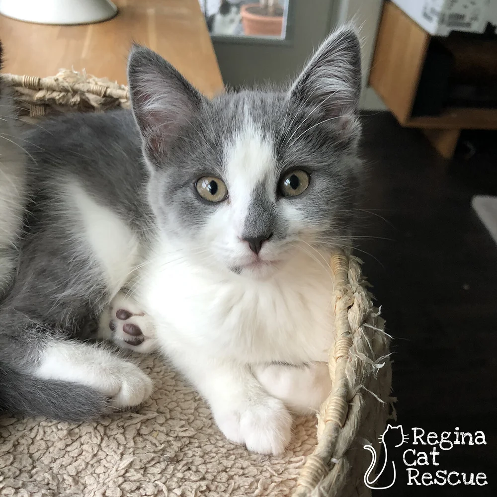 Ocean — Regina Cat Rescue
