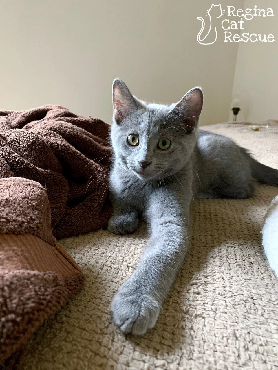 Duke