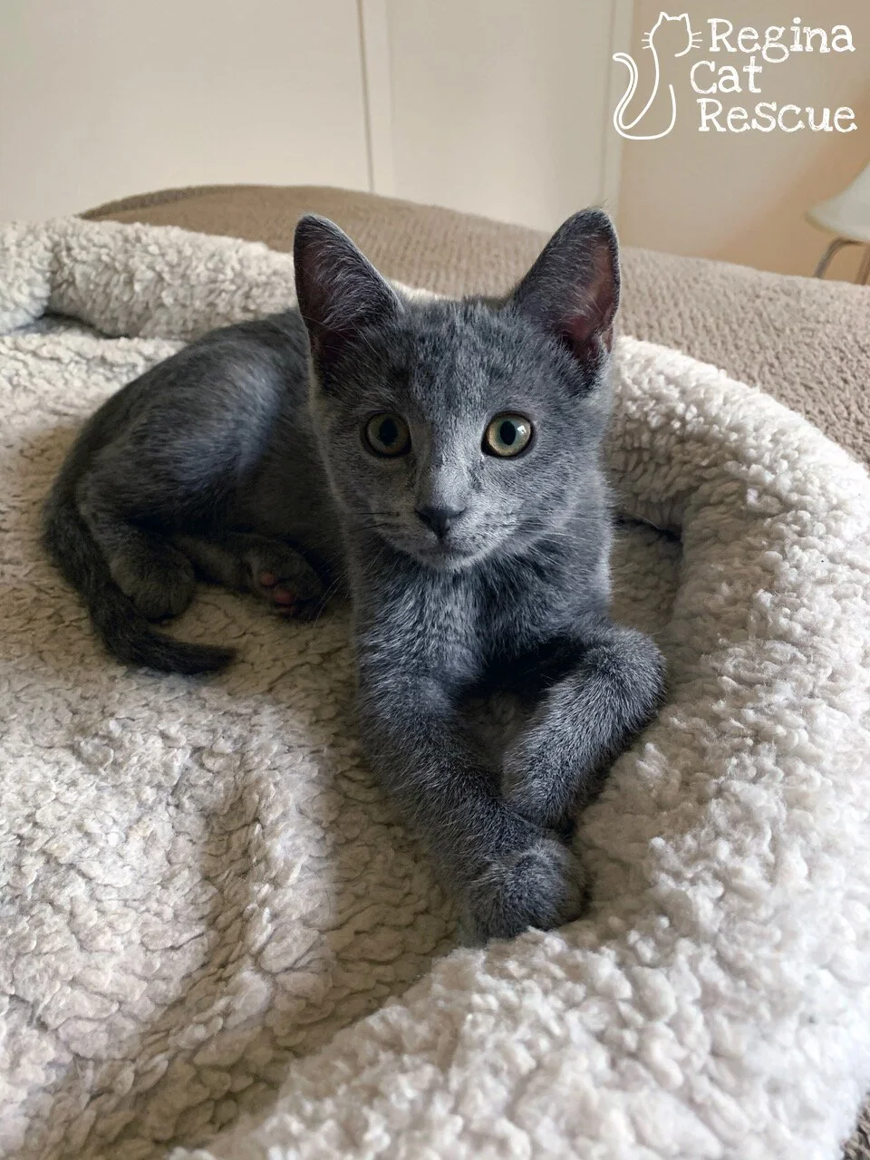 Sweet Pea