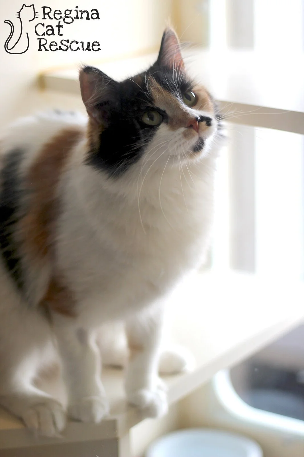Molly
