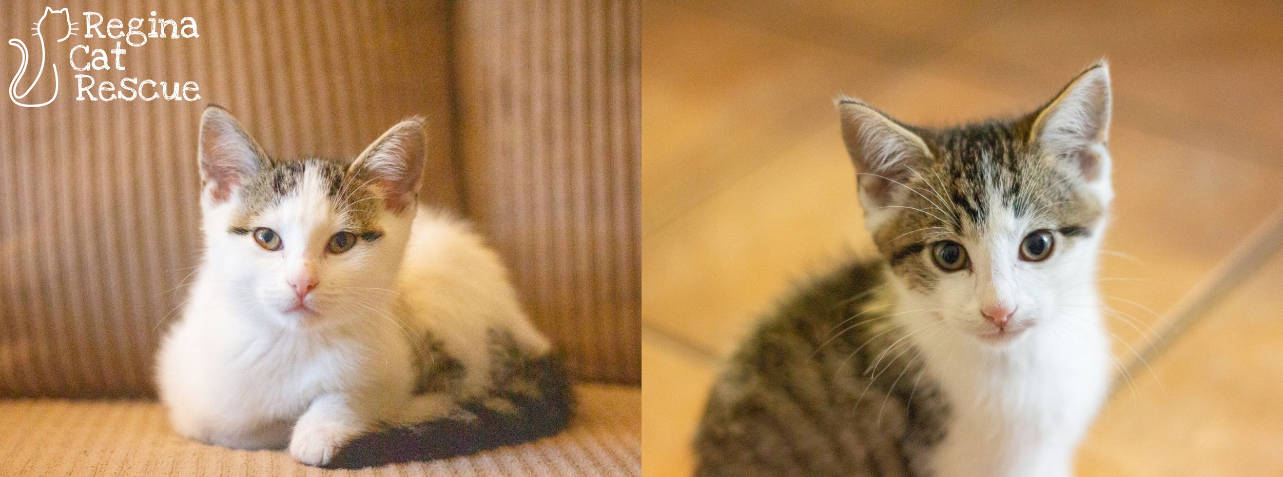 Olaf &amp; Oliver