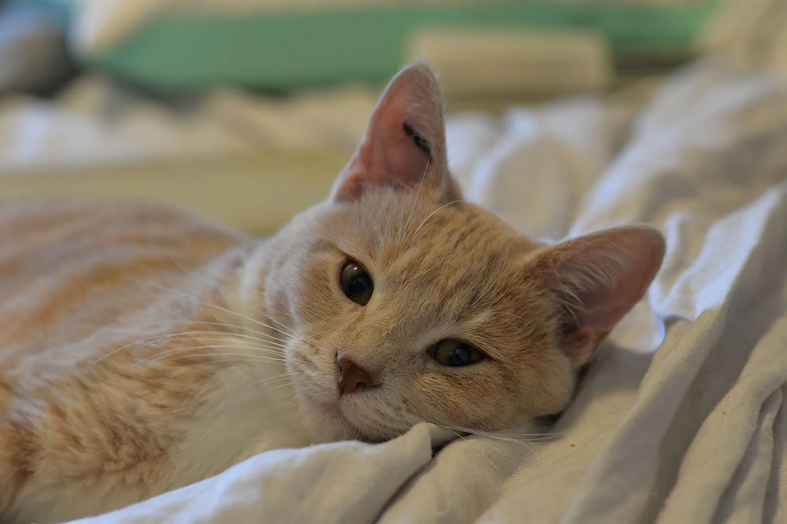 Simba