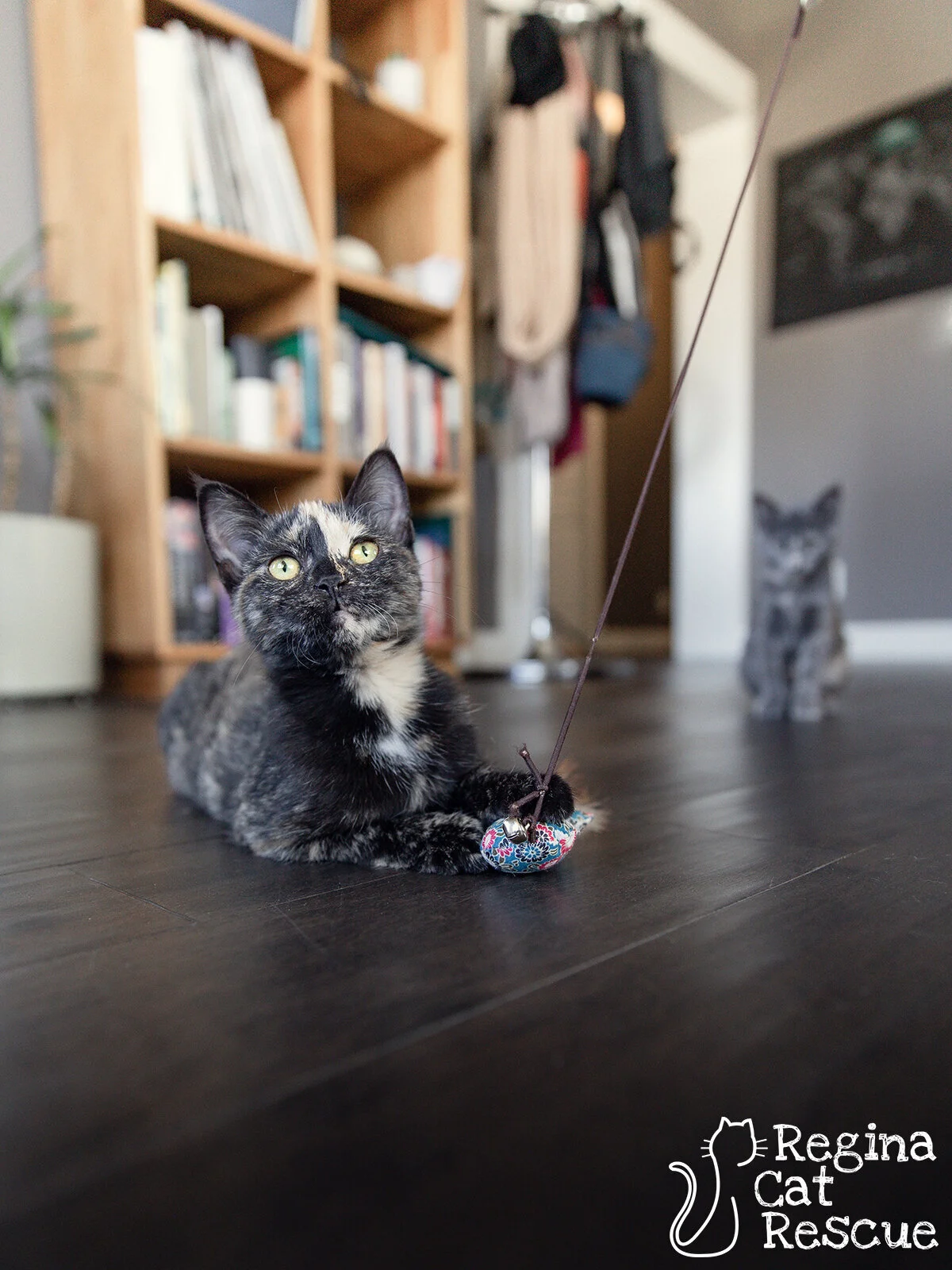 Bianca — Regina Cat Rescue