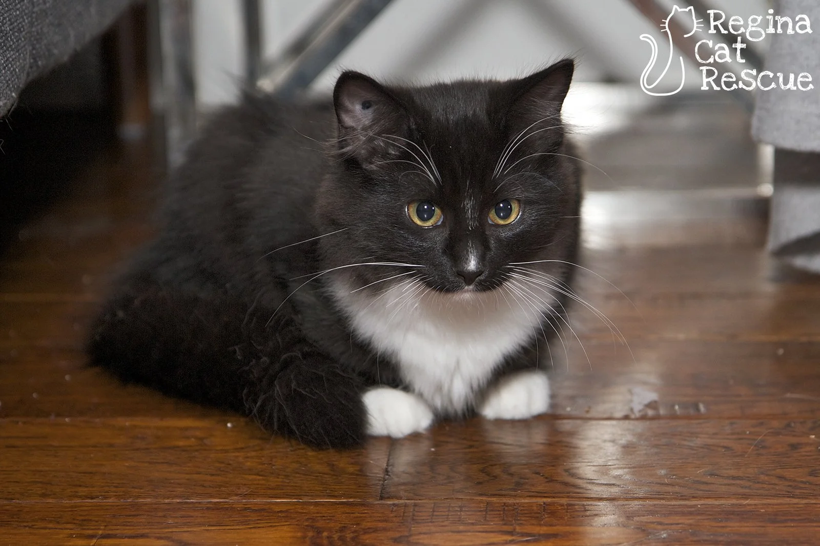 Mocha