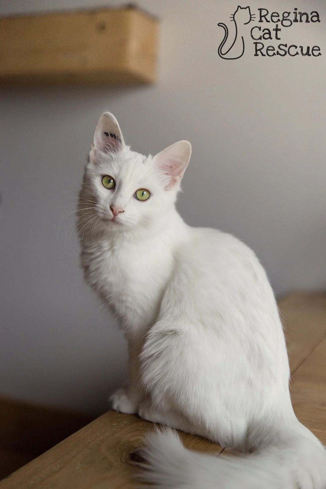 Maggie