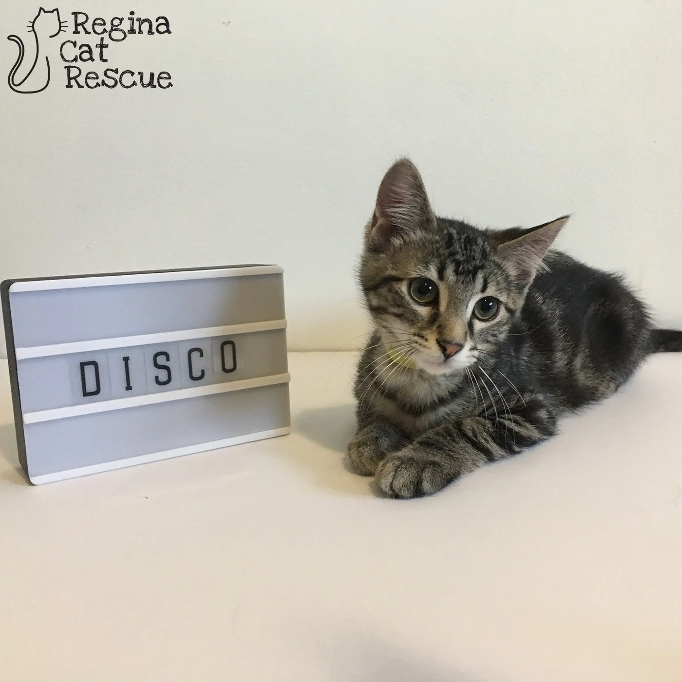 Disco