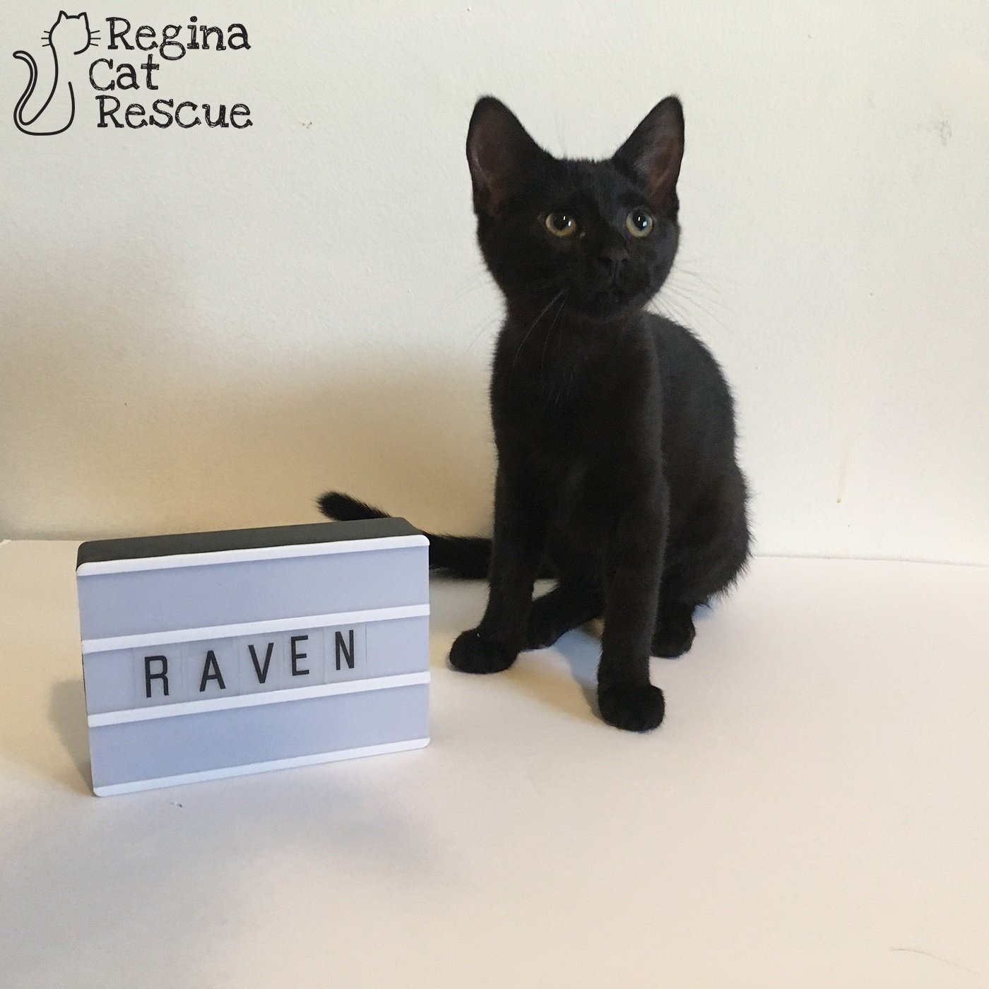 Raven