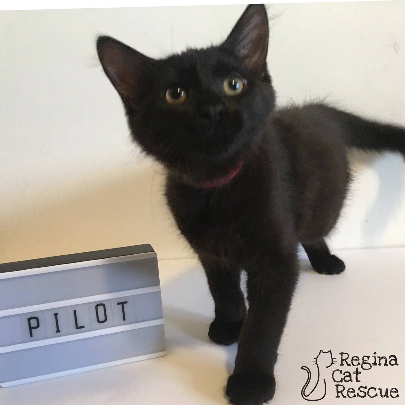 Pilot