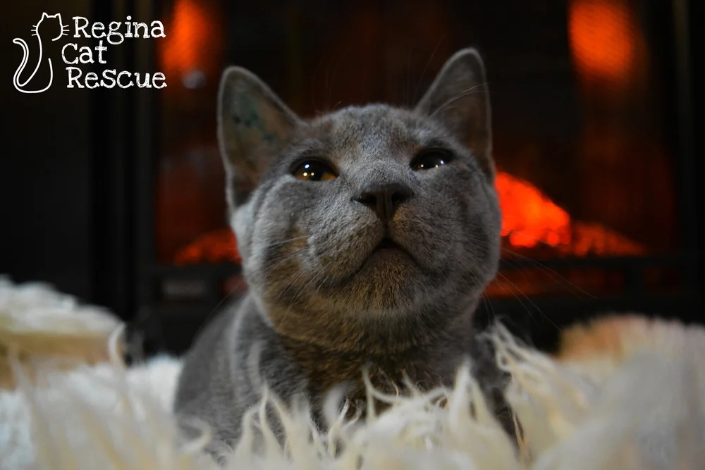 Roy — Regina Cat Rescue
