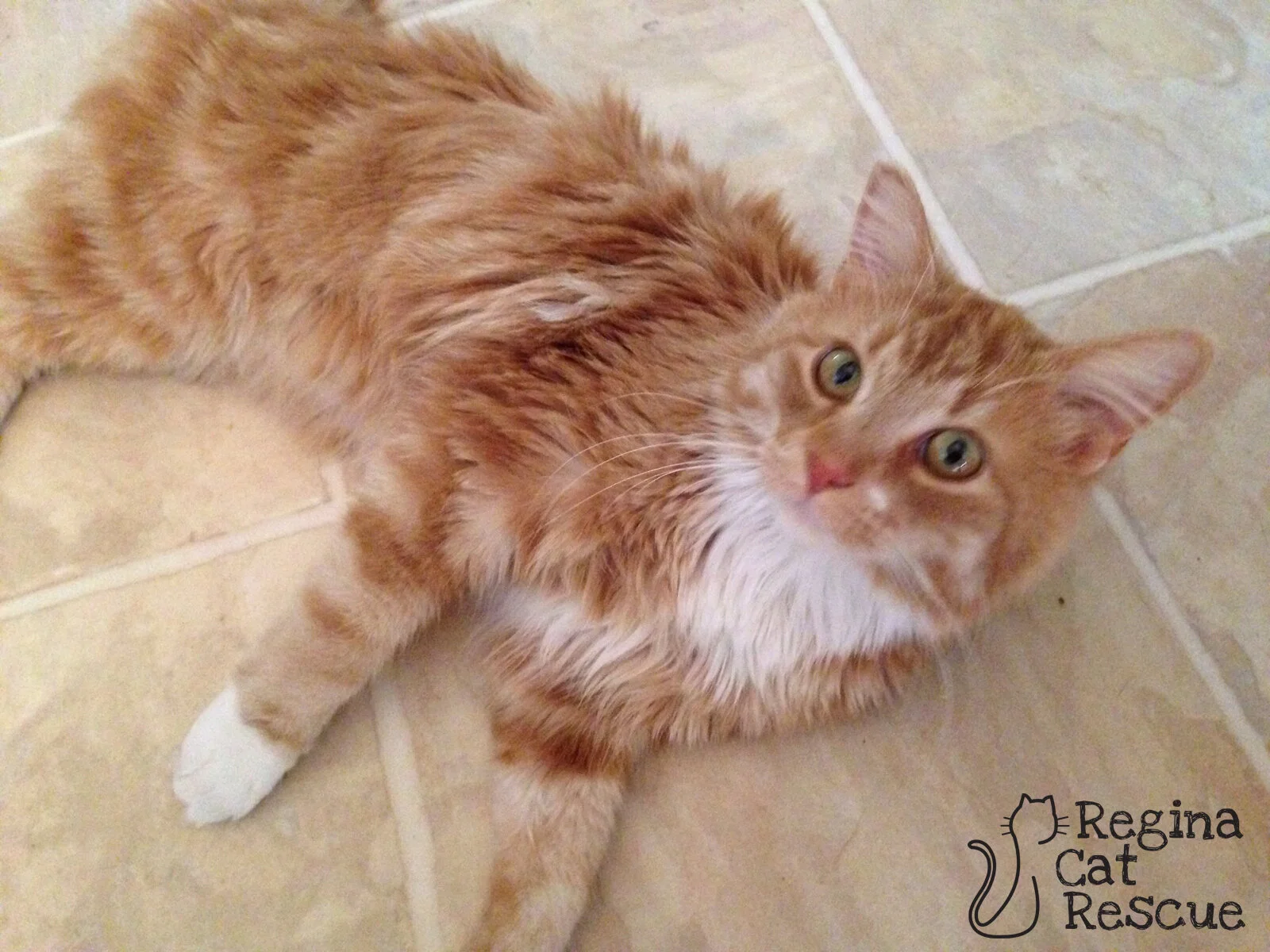 Winston Von Purrington