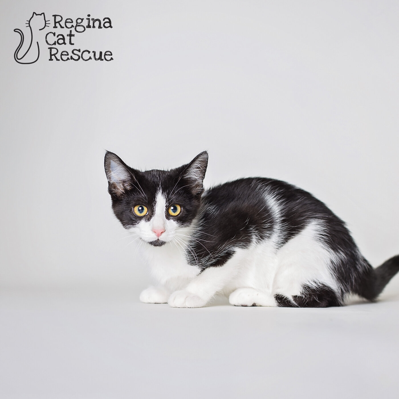 Domino, The Count of Monte Cristo