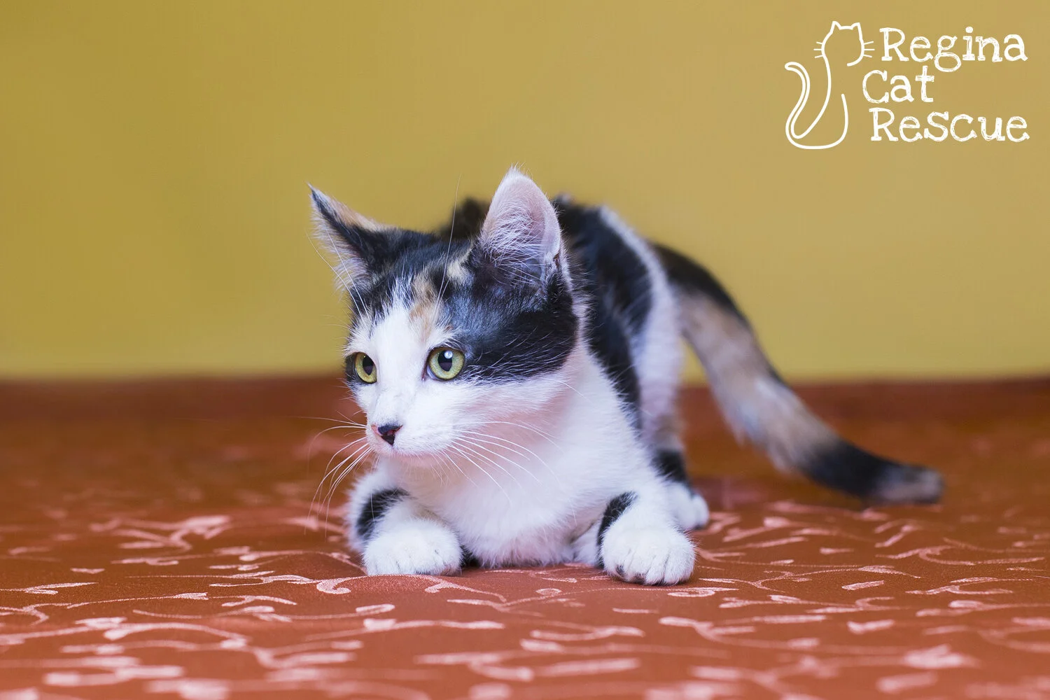 Azalea — Regina Cat Rescue