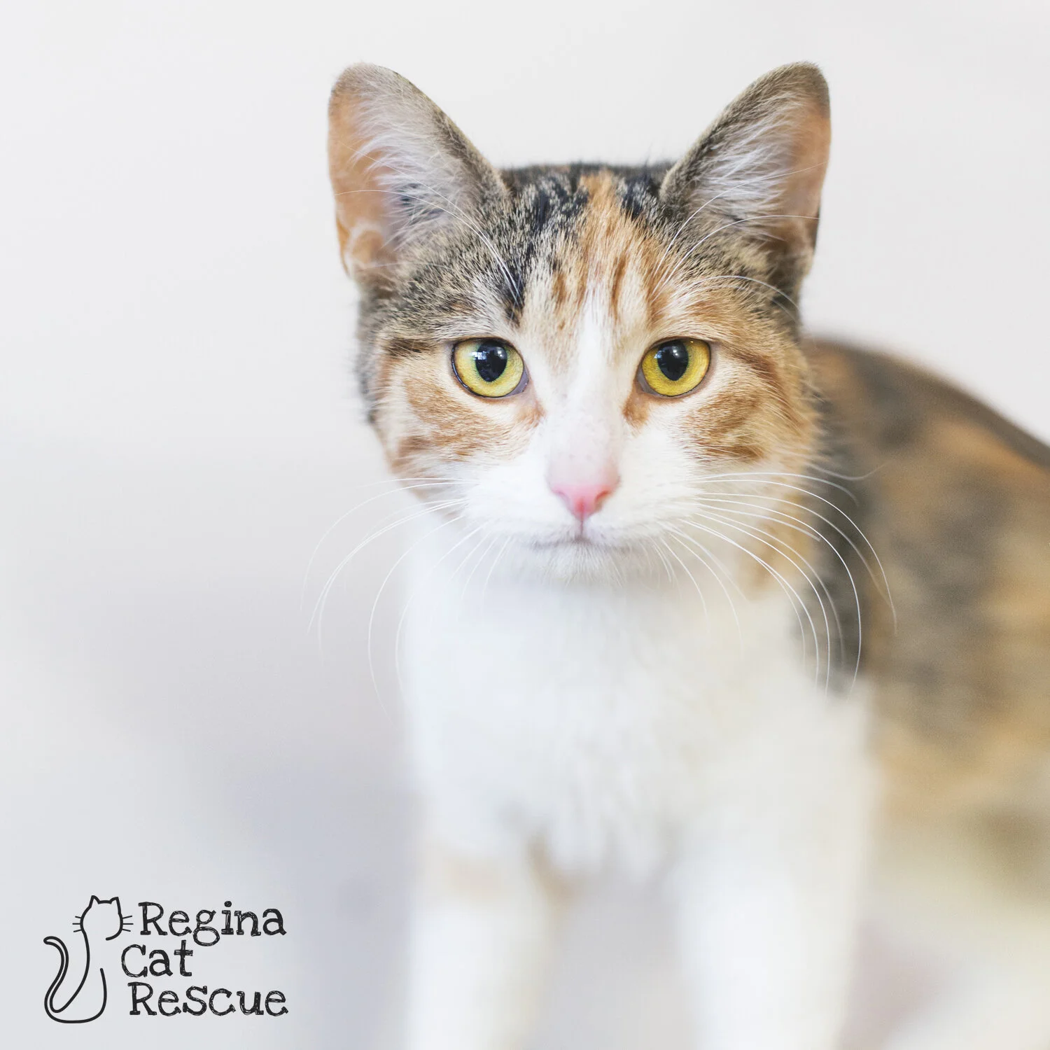 Sergeant Fuzzy Boots