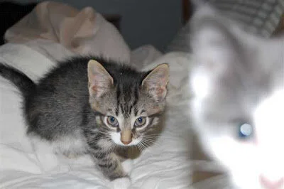 Misty, Oreo, and Stripes