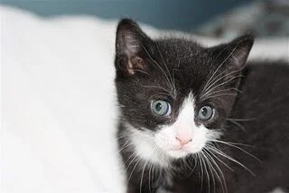 Carly, Sammy, and Freddy