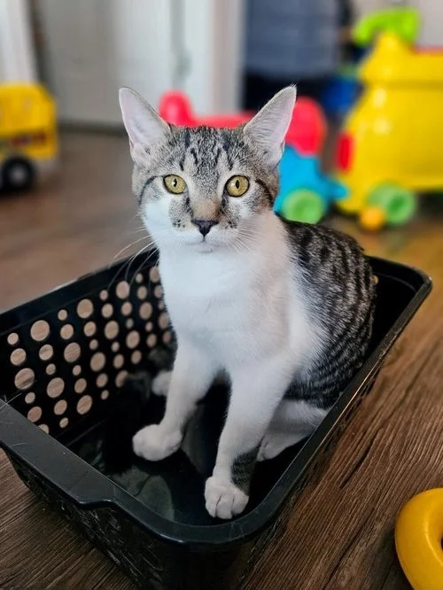 Hocus - Great with Other Cats