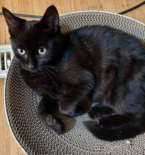 Even more scientists!  German physicists Mobius is creating magic in his foster home.

Mobius is a tiny sweetie who came into the world courtesy of his clever and resourceful mama cat, Agatha who was posted on Black Cat Friday!  The litter was fortun