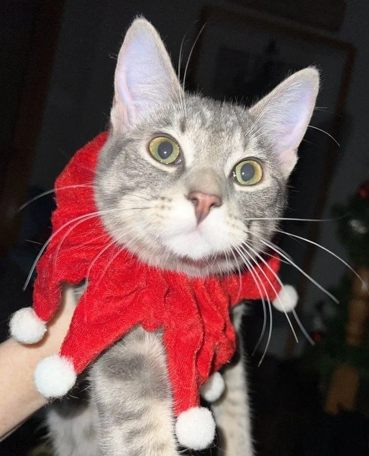Hi, we are Rocky and Catniss! It's October and that means Regina Cat Rescue volunteers and cats are celebrating Halloween. Join us this month for a fun Halloween Bash! Did you learn how you can enter the fun contest and win some fun prizes? This spoo