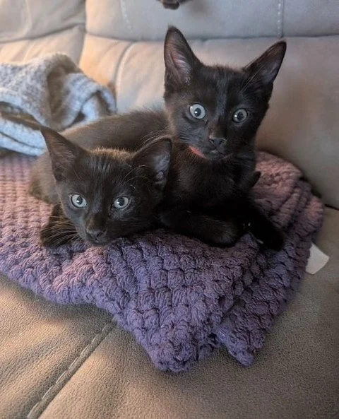Hi, we are Null and Void! It's October and that means Regina Cat Rescue volunteers and cats are celebrating Halloween. Join us this month for a fun Halloween Bash! Did you learn how you can enter the fun contest and win some fun prizes? This spooky s
