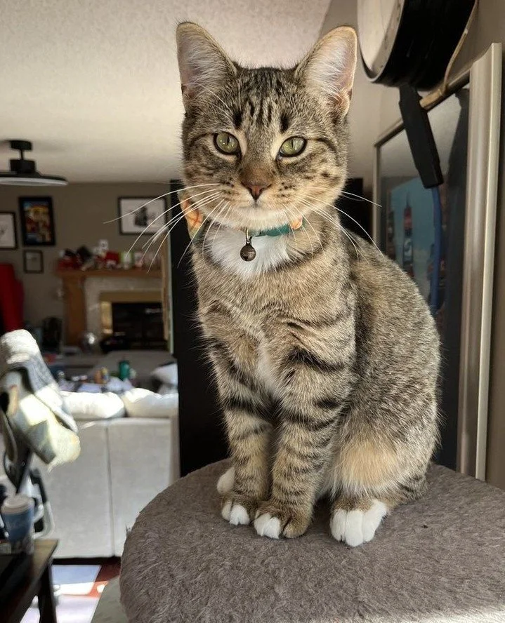 Hi, I&rsquo;m Idrill! It's October and that means Regina Cat Rescue volunteers and cats are celebrating Halloween. Join us this month for a fun Halloween Bash! Did you learn how you can enter the fun contest and win some fun prizes? This spooky seaso