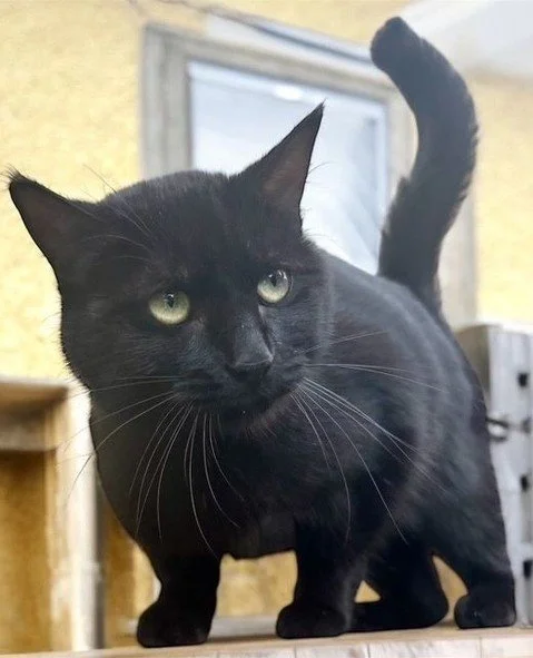Hi, I&rsquo;m Charcoal! It's October and that means Regina Cat Rescue volunteers and cats are celebrating Halloween. Join us this month for a fun Halloween Bash! Today is the last day to submit pictures to win some cool prizes, make sure to check out