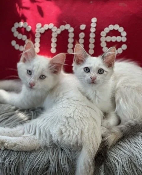 Hi, we are Samba and Misty! It's October and that means Regina Cat Rescue volunteers and cats are celebrating Halloween. Join us this month for a fun Halloween Bash! Five more days to vote for your favorite costumed kitty! This spooky season calls fo