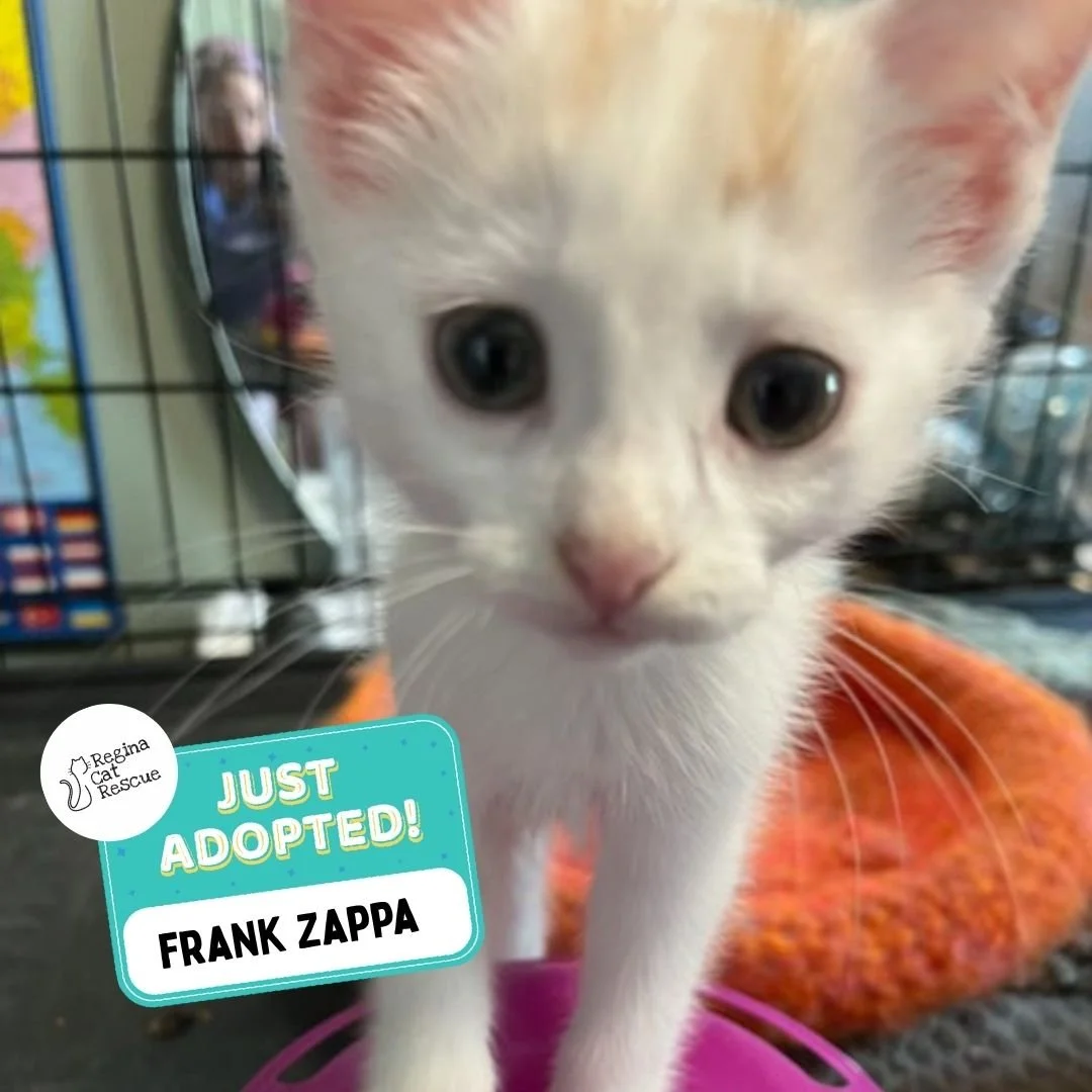 ✨ Weekly Adoption Update! ✨ 
We are thrilled to share that 5 cats/kittens have found their forever homes this past week! 🏡💖 🐾 Thank you to the amazing adopters who opened their hearts and homes to these deserving cats. 
💕 Every adoption m