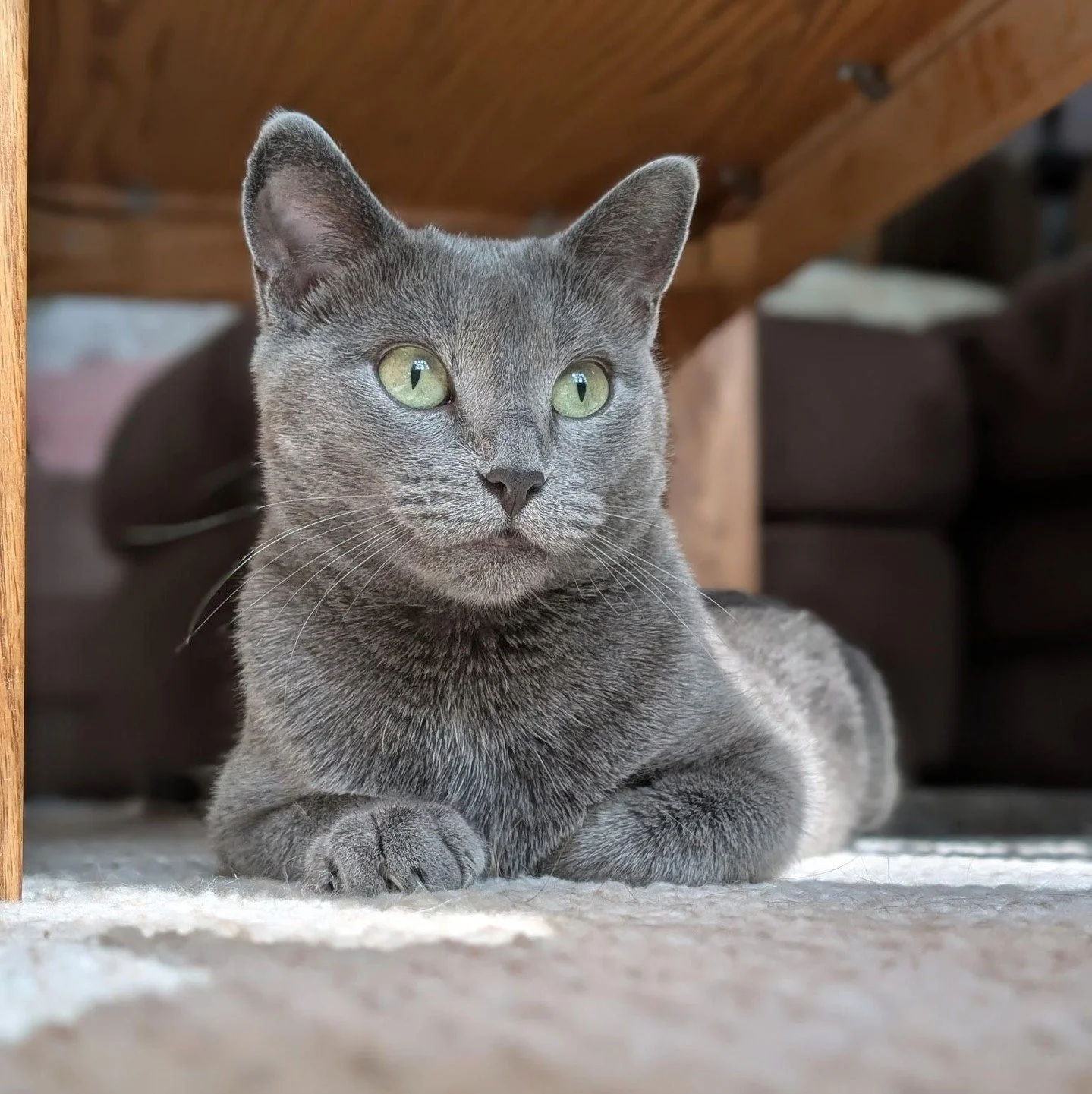 Hi, I’m Storm! It's October and that means Regina Cat Rescue volunteers and cats are celebrating Halloween. Join us this month for a fun Halloween Bash! Four more days to vote for your favorite costumed kitty!  This spooky season calls for a sp