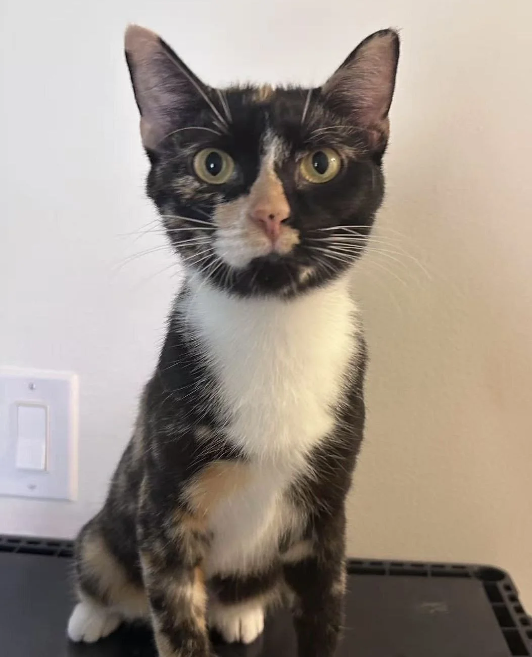 Hi, I’m Nora! It's October and that means Regina Cat Rescue volunteers and cats are celebrating Halloween. Join us this month for a fun Halloween Bash! Three more days to vote for your favorite costumed kitty! This spooky season calls for a spe