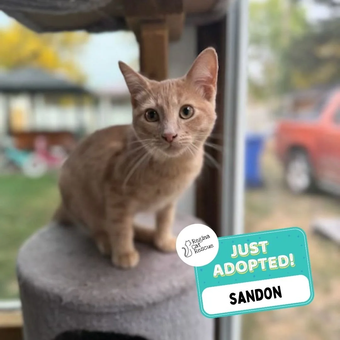 Weekly Adoption Update! ✨⁠ ⁠
⁠
We are thrilled to share that 8 cats/kittens have found their forever homes this past week! 🏡💖⁠ 🐾 Thank you to the amazing adopters who opened their hearts and homes to these deserving cats. ⁠
⁠
💕 Every adoption mea