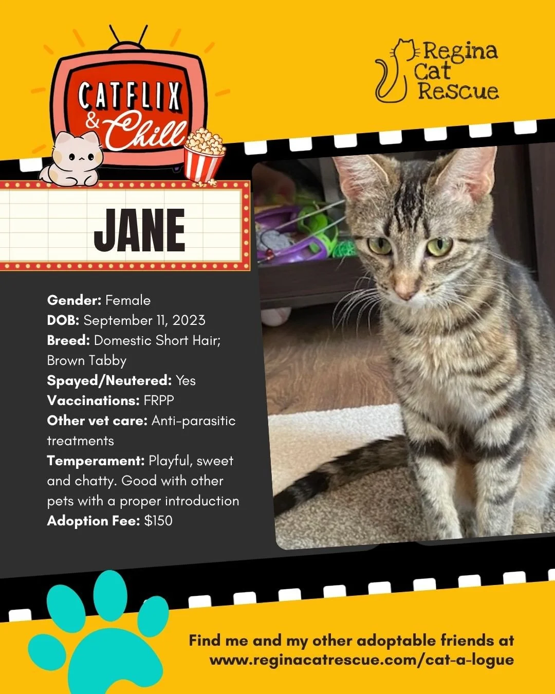 Hi, I&rsquo;m Jane! It's November, which means Regina Cat Rescue volunteers and cats are inviting you to consider adopting me or one of my friends to help you Catflix and Chill this month! Inviting a cat into your home is the best way to chill, so wh