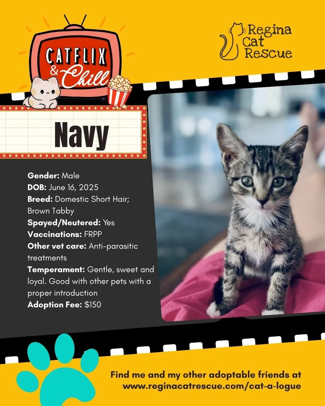 Hi, I&rsquo;m Navy! It's November, which means Regina Cat Rescue volunteers and cats are inviting you to consider adopting me or one of my friends to help you Catflix and Chill this month! Inviting a cat into your home is the best way to chill, so wh