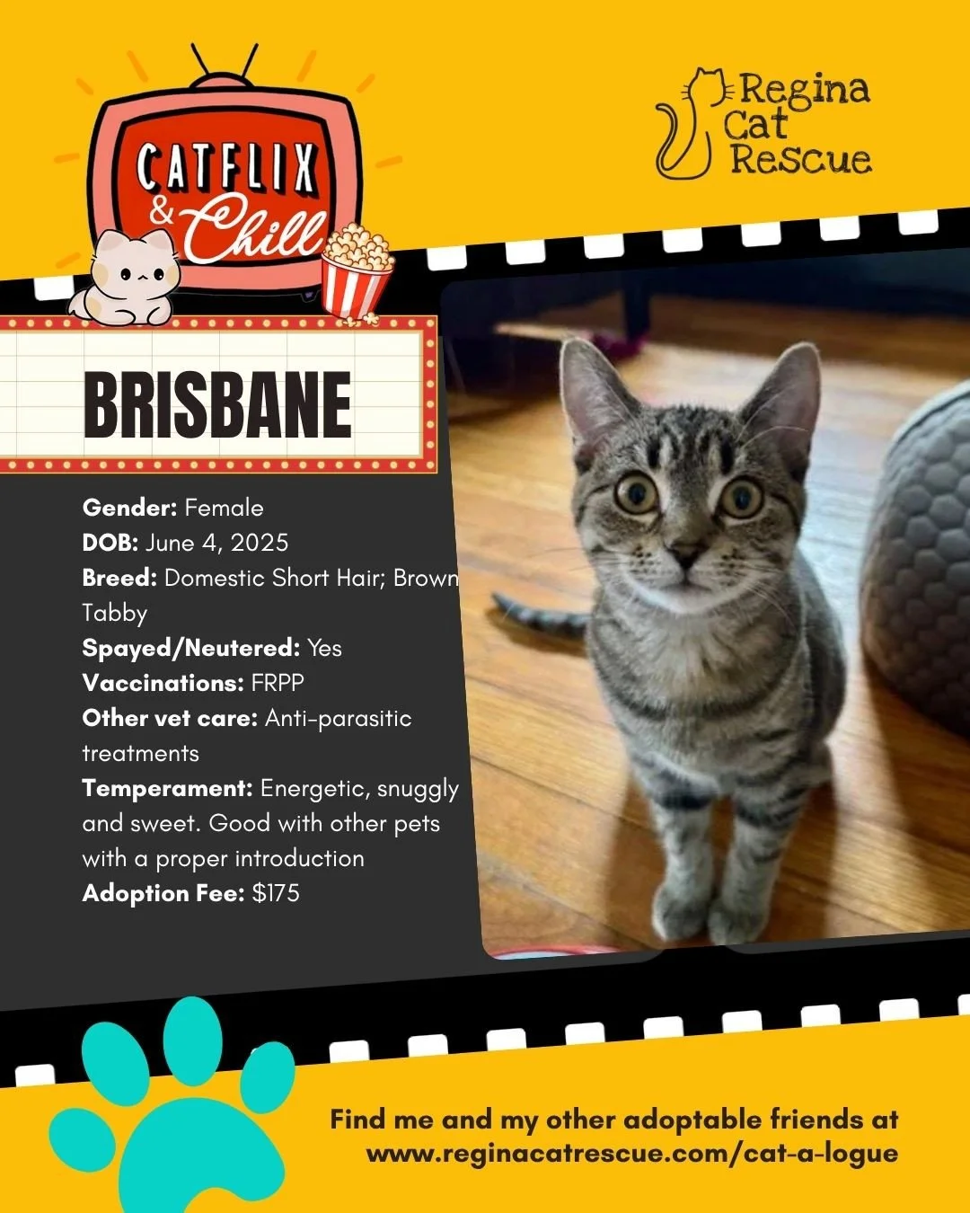Hi, I&rsquo;m Brisbane! It's November, which means Regina Cat Rescue volunteers and cats are inviting you to consider adopting me or one of my friends to help you Catflix and Chill this month! Inviting a cat into your home is the best way to chill, s